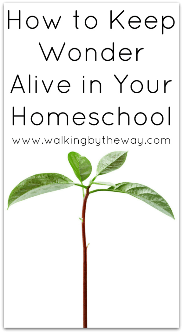 How to Keep Wonder Alive in Your Homeschool (Cultivating Curiosity Series) from Walking by the Way